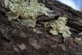 Macro Shot of Green Lichen On Bark of Tree Royalty Free Stock Photo